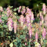 Hopflower Oregano